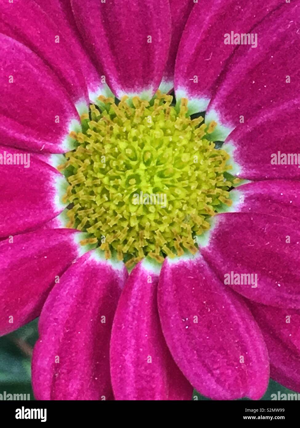 Full frame closeup of a perfect bright pink daisy with a bright yellow center. Stock Photo