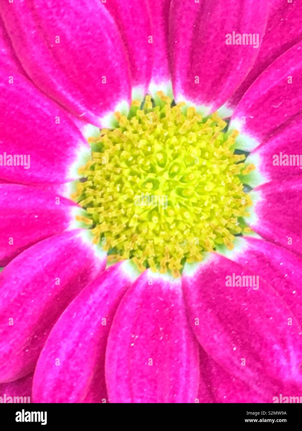 Full frame closeup of a perfect bright pink daisy with a bright yellow center. Stock Photo