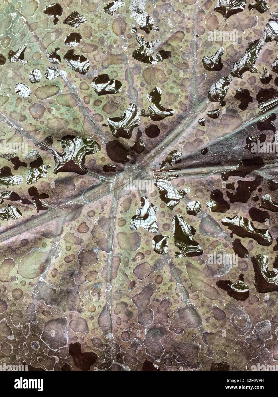 Perfect leaf from the black caladium plant with rain drops during a rainy day. - Smartphone Captured Stock Image