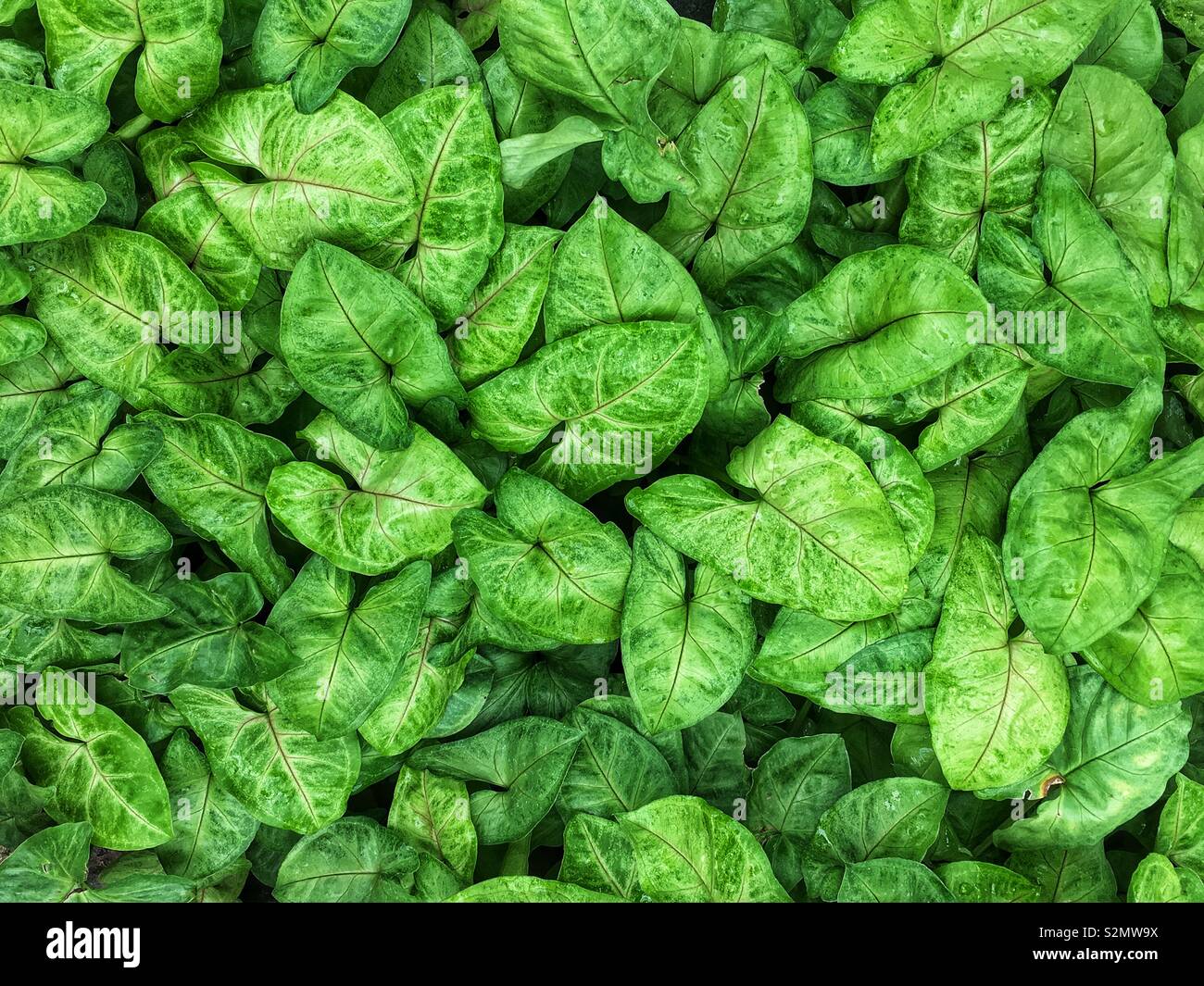 Full frame of many green arrowhead leaf plants growing in a garden. - Smartphone Captured Stock Image
