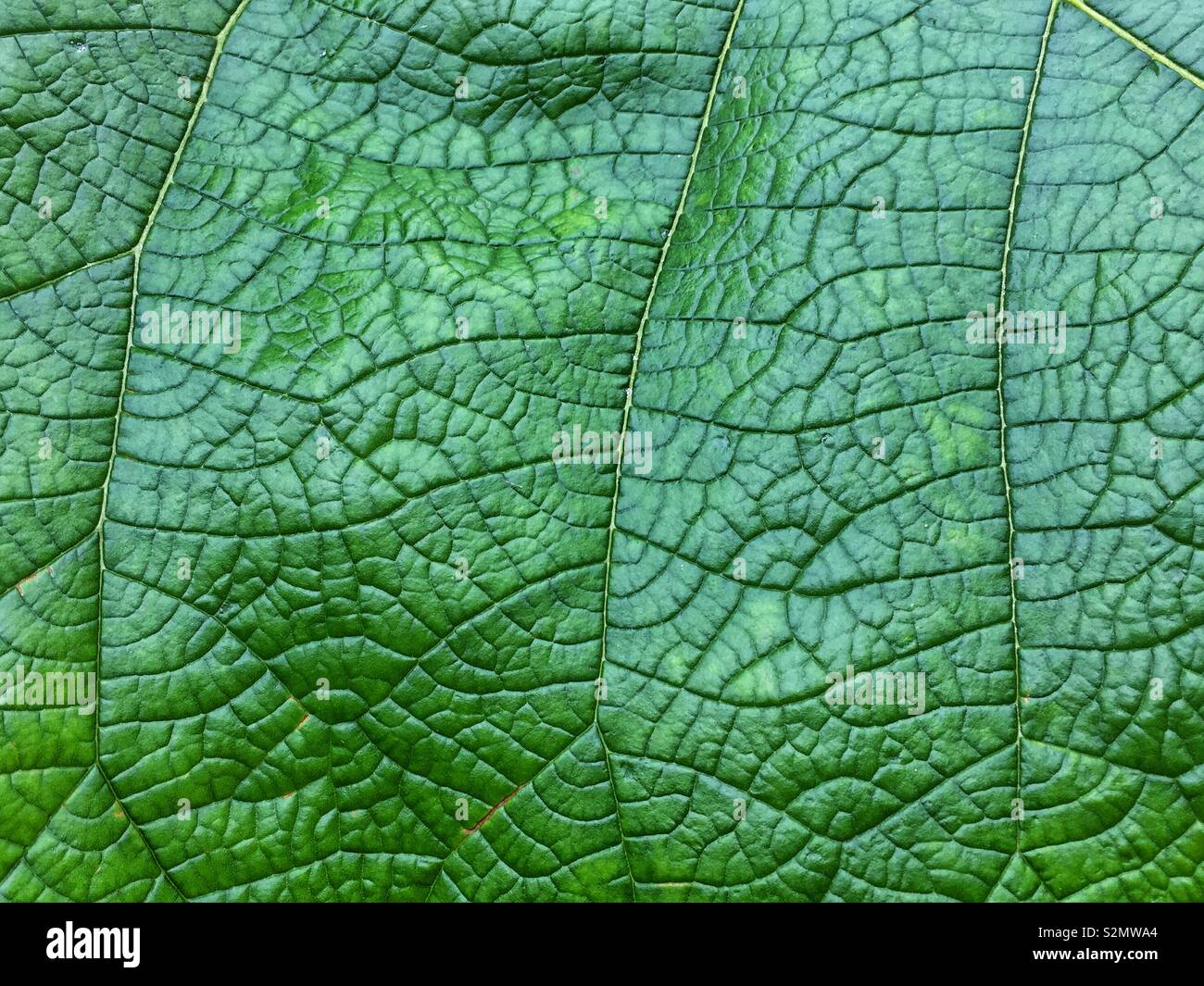 Full frame closeup of a huge and heavily veined green leaf. - Smartphone Captured Stock Image