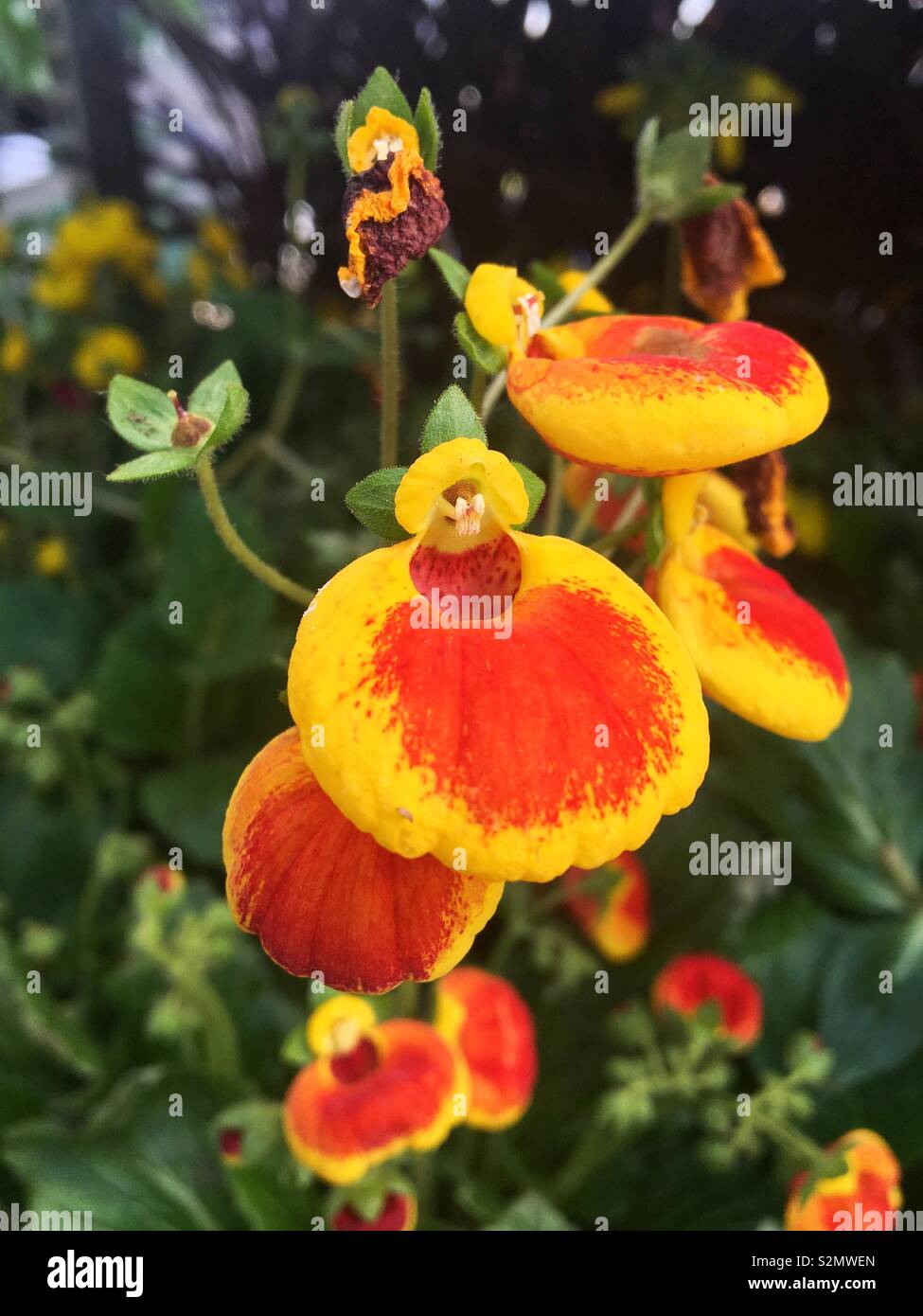 Lady’s Slipper Flower Stock Photo