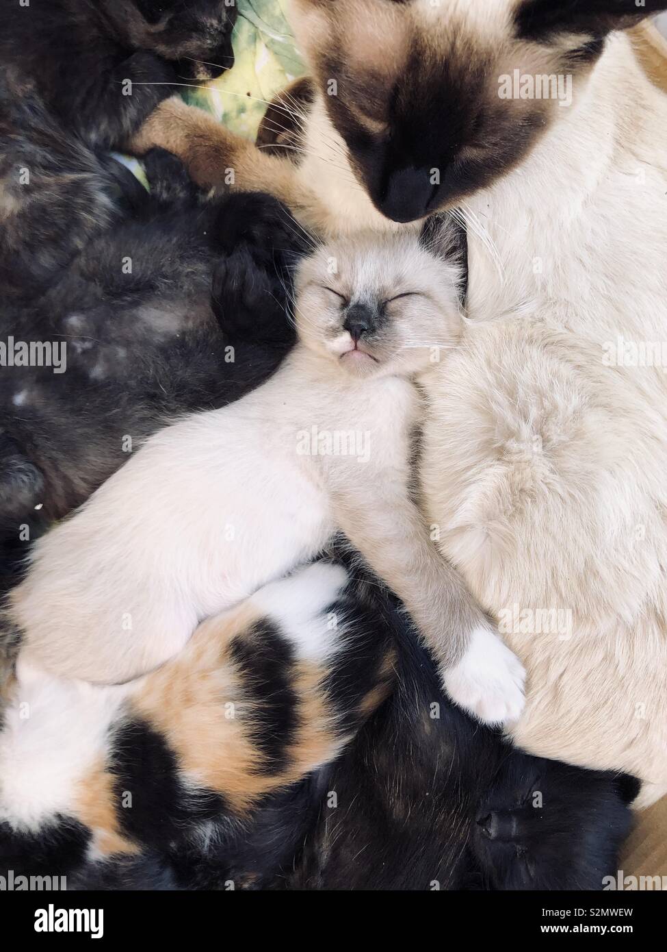 Kittens are sleeping with their mum Stock Photo