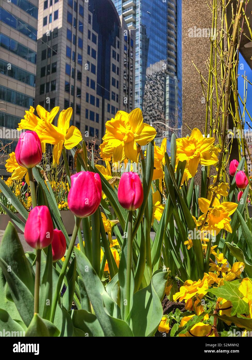 Cheerful spring flowers in bloom Stock Photo Alamy