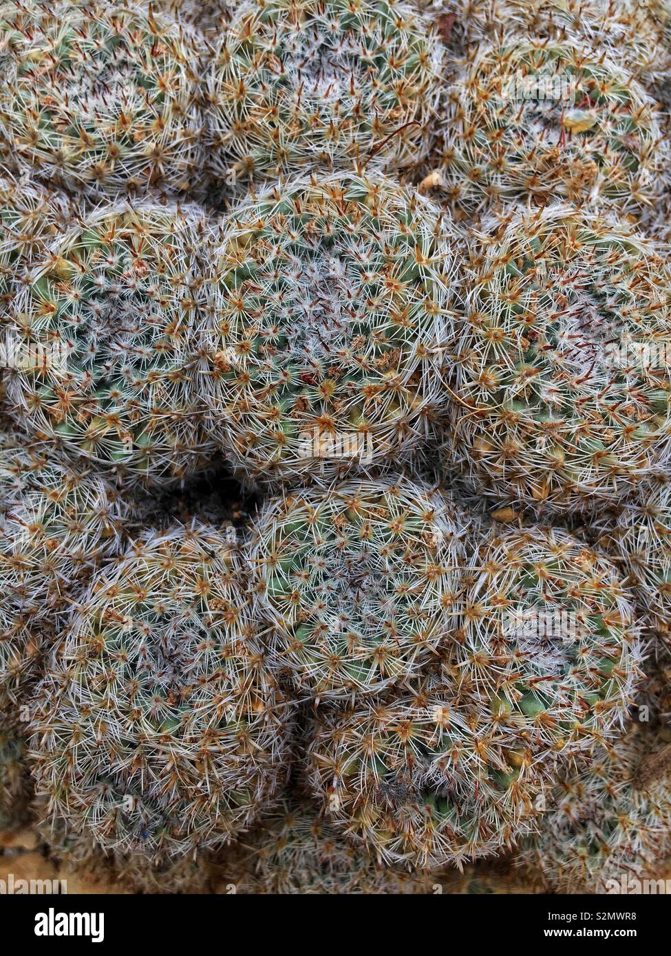 Full frame top view of the Mammillaria plumosa, Feather Cactus, a succulent desert plant. - Smartphone Captured Stock Image