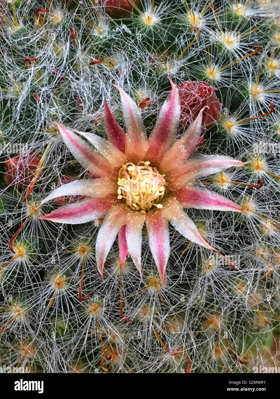 Full frame closeup of the Mammillaria plumosa, Feather Cactus blossom