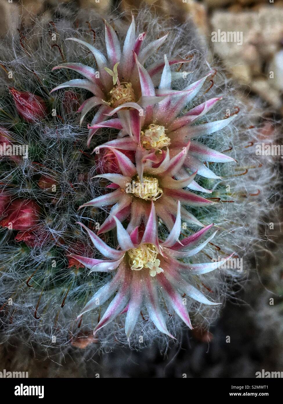 Full frame of the Mammillaria plumosa, Feather Cactus blossoms, a succulent desert plant, in full bloom as a rare desert flower. - Smartphone Captured Stock Image