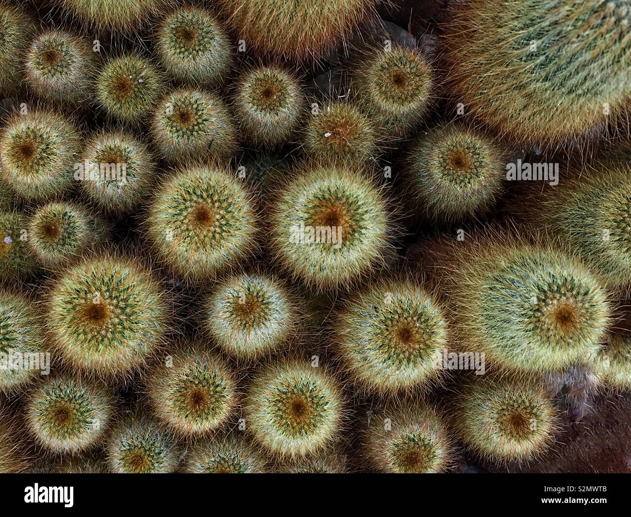 Top view of a colony of perfect cactuses. Stock Photo
