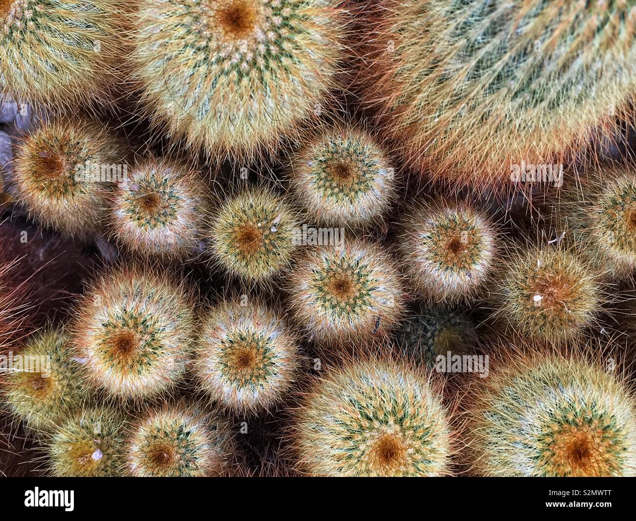 Top view of a colony of perfect cactuses. Stock Photo