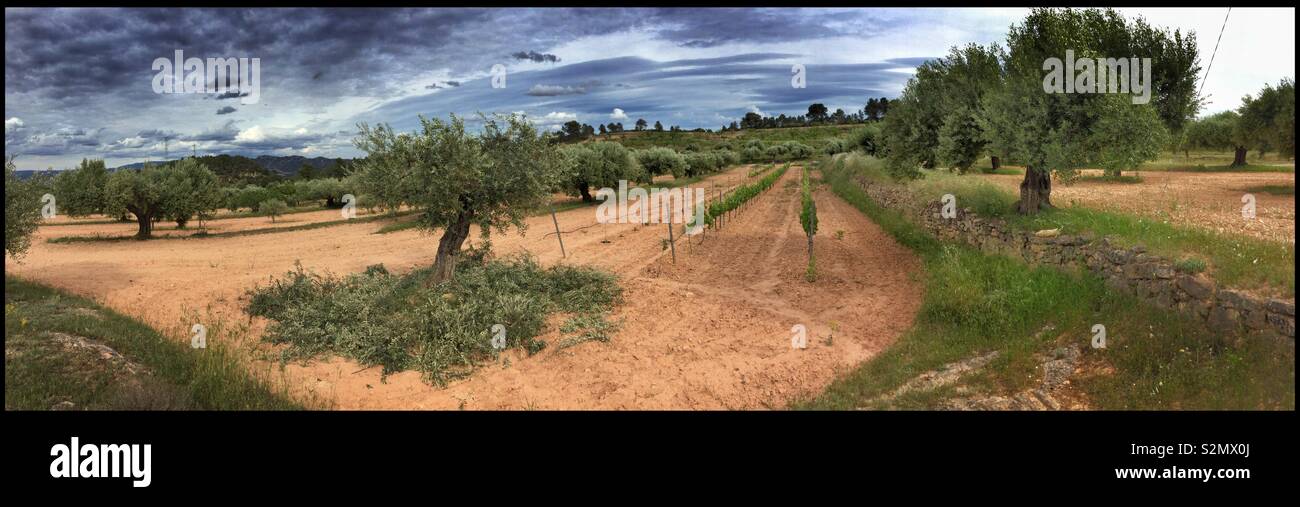 Seasonal pruning of olive trees with a vineyard view, Catalonia, Spain. - Smartphone Captured Stock Image