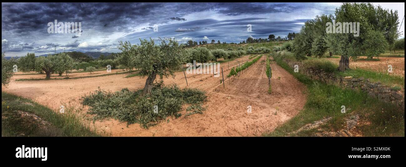 Seasonal pruning of olive trees with a vineyard view, Catalonia, Spain. - Smartphone Captured Stock Image