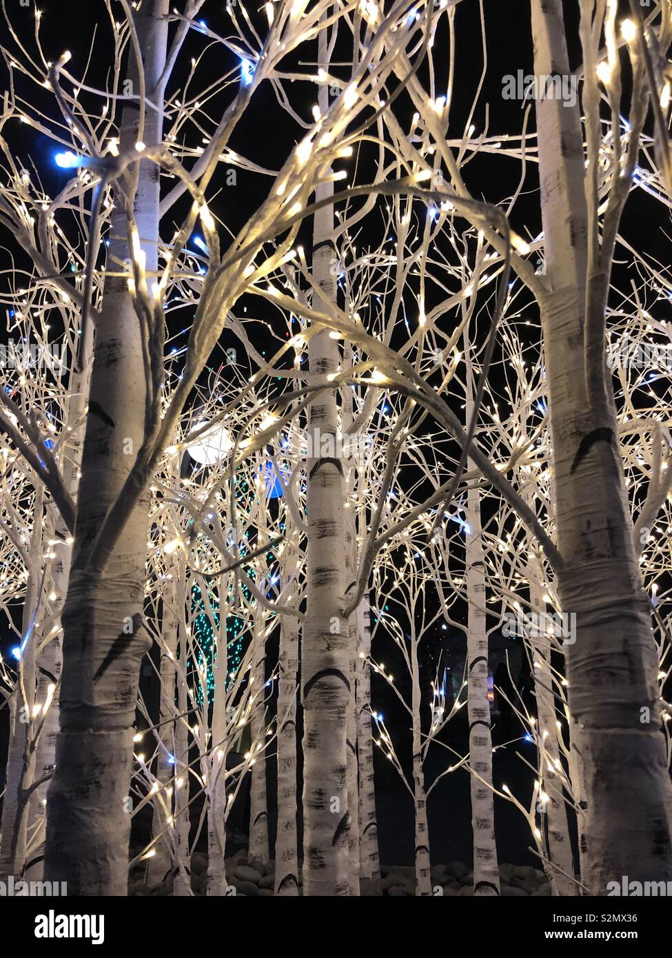 Denver Botanic Gardens Christmas Lights Display on Aspen Trees Stock