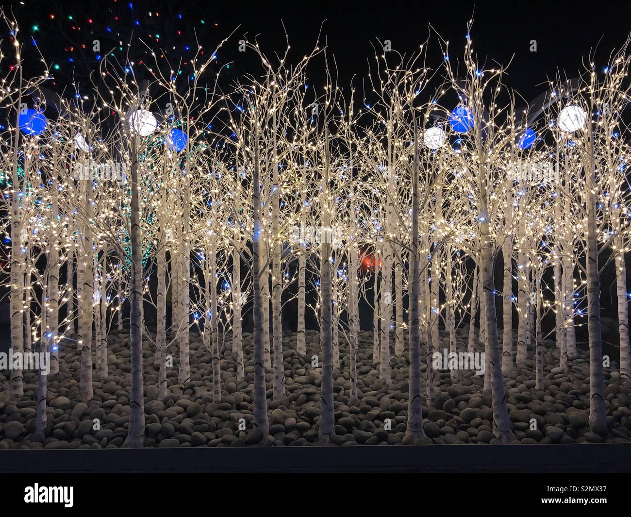 Denver Botanic Gardens Christmas Lights on Aspen Trees Stock Photo Alamy