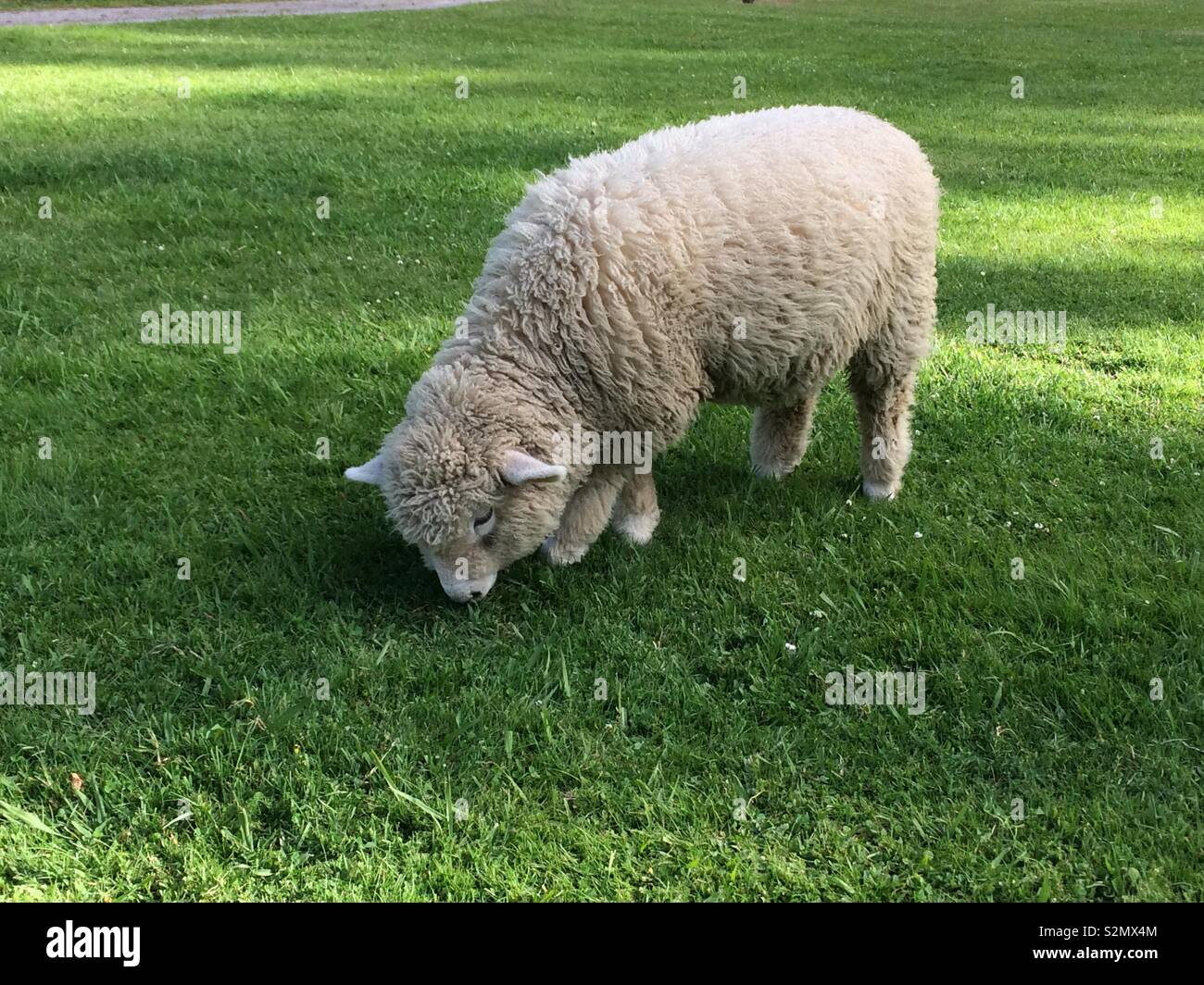 grazing sheep Stock Photo