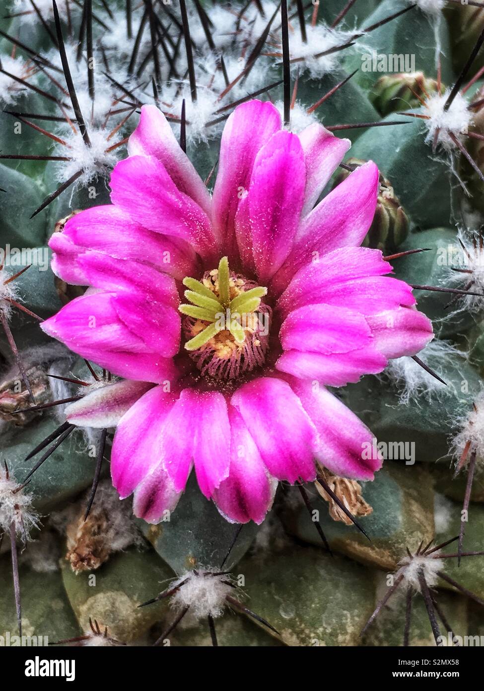 Luck flower hi-res stock photography and images - Alamy