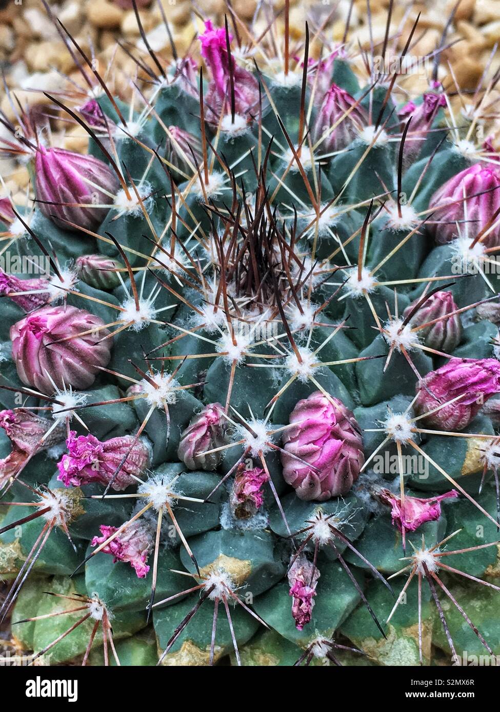 Ring of cactus flower buds circling the top of a mammilaria plumosa