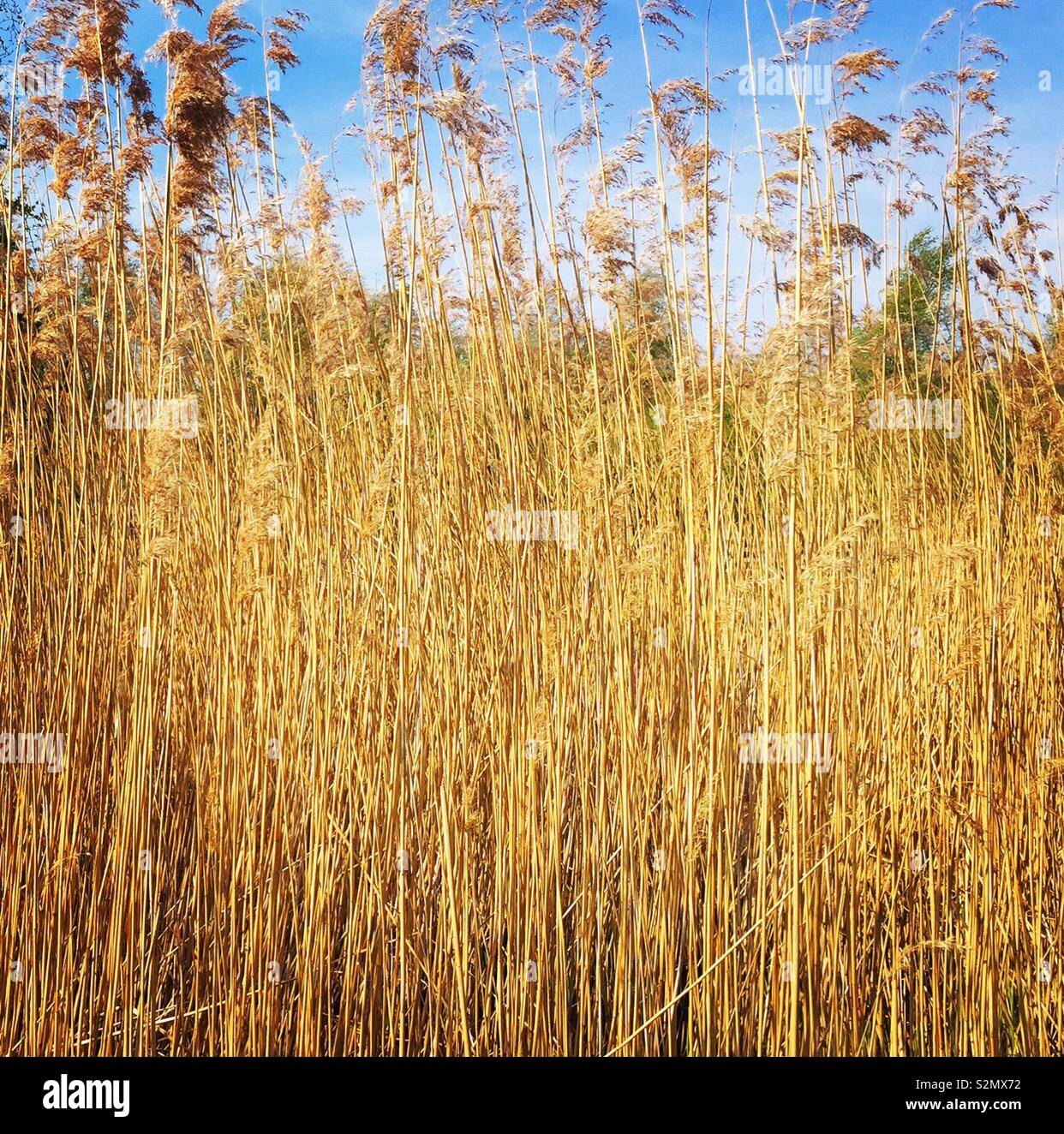 Reeds - Smartphone Captured Stock Image