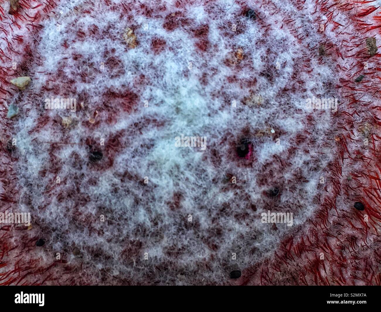 Full frame macro closeup of the top tidy of a Turk’s head cactus. - Smartphone Captured Stock Image