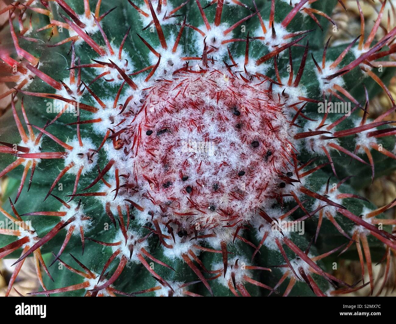 Full frame macro of the top tuft of a Turk’s head cactus. - Smartphone Captured Stock Image