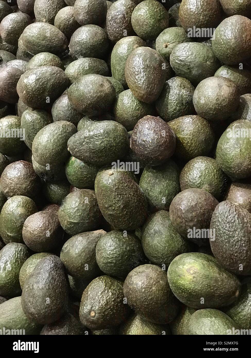 A pile of organic, ripe avocados is shown on display in a farmers’ market produce bin. - Smartphone Captured Stock Image