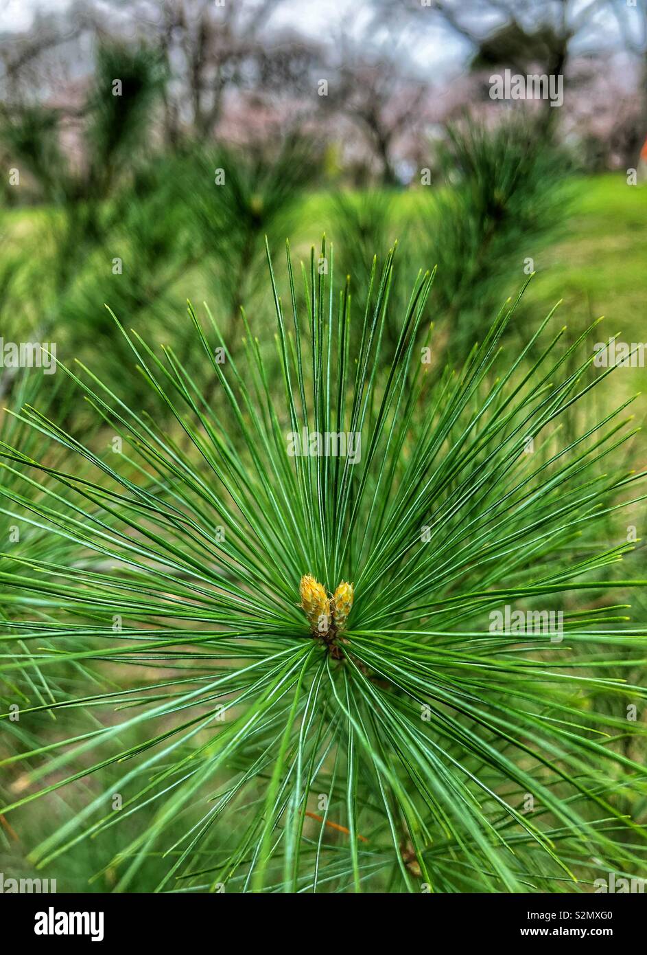 Nature’s green palette with a touch of pink in the background. - Smartphone Captured Stock Image