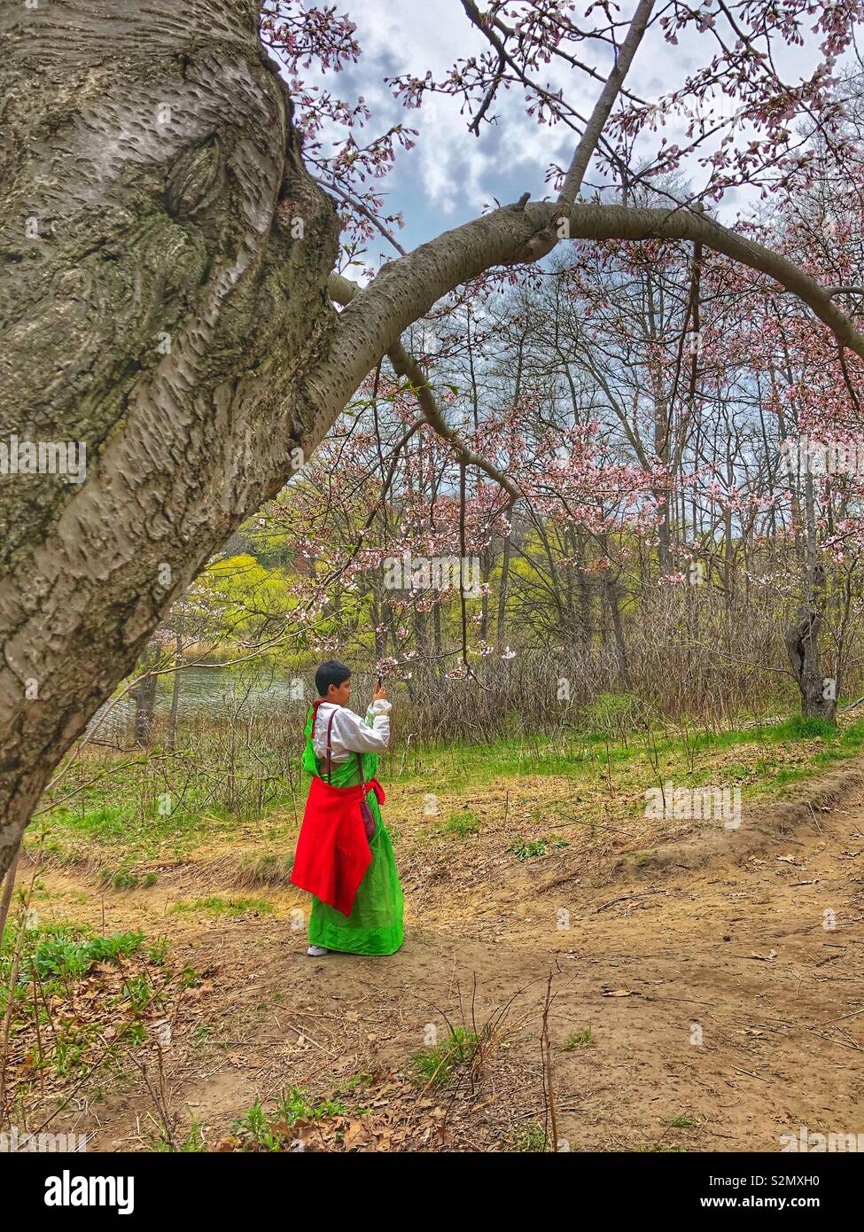 Cherry blossoms beginning to bloom in High Park, Toronto. - Smartphone Captured Stock Image