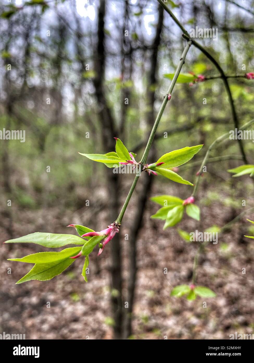 New fresh buds sign hi res stock photography and images Alamy