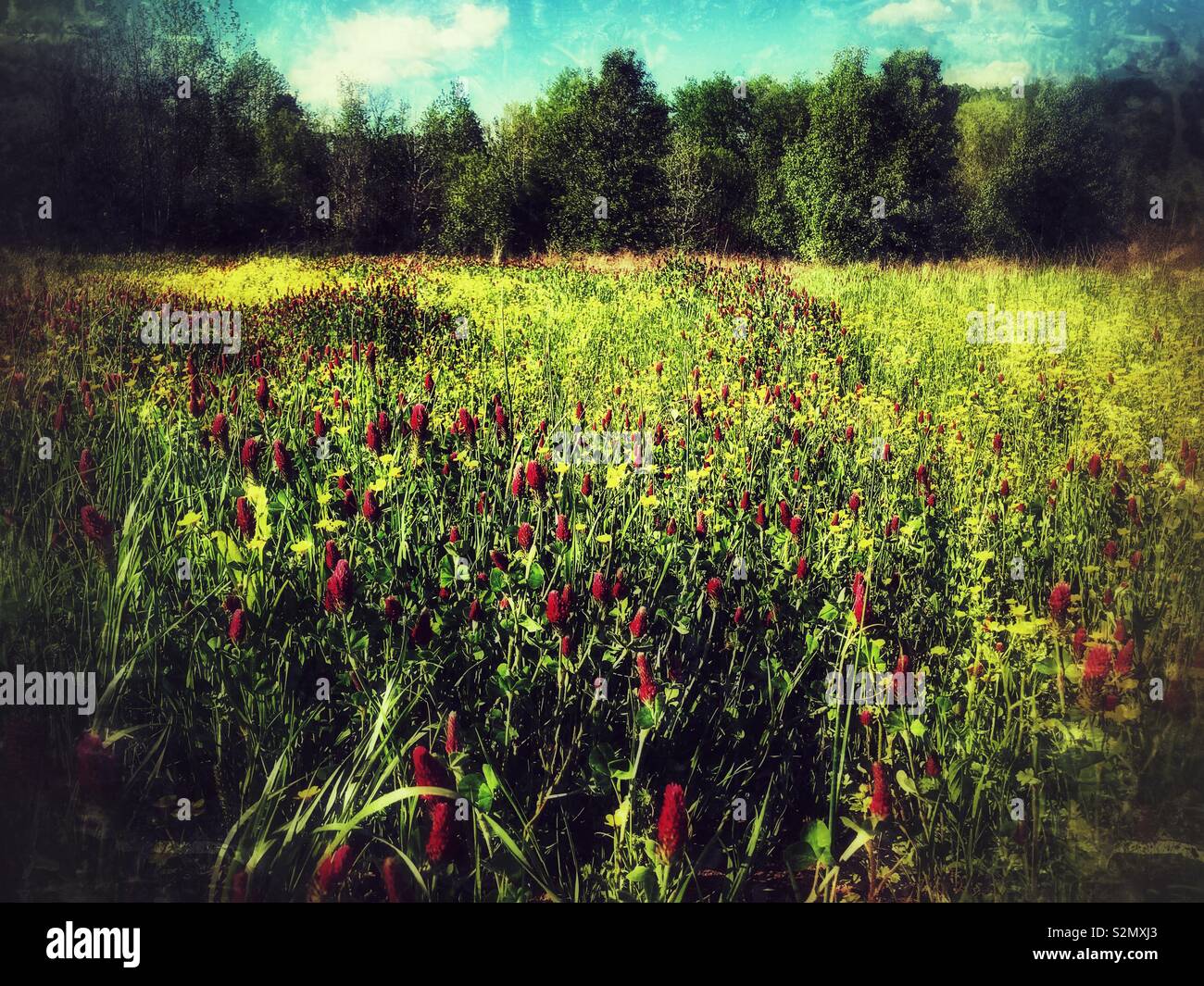Crimson clover blooms red in North Carolina meadow, May - Smartphone Captured Stock Image