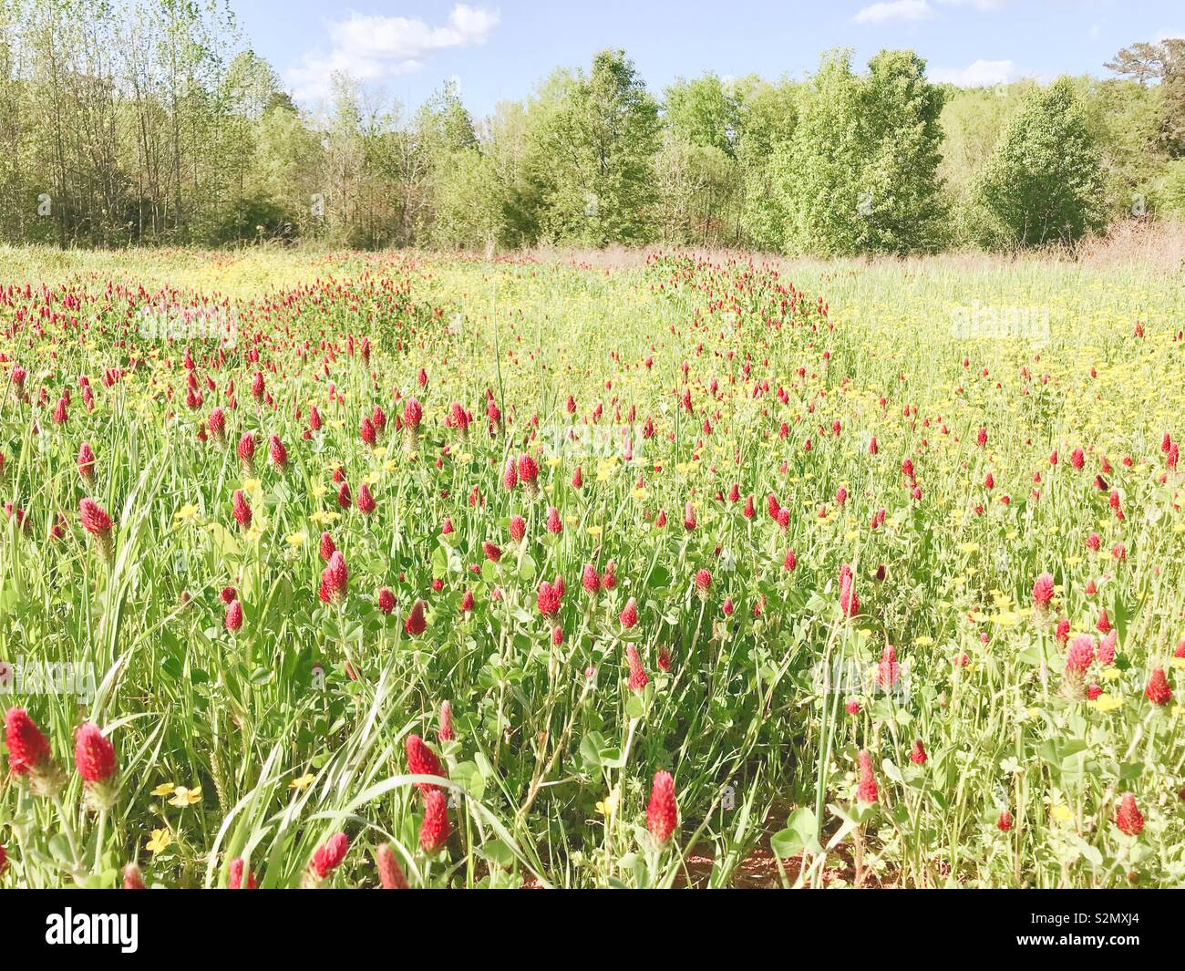 Pastel photo of crimson clover flowering red in North Carolina meadow, May - Smartphone Captured Stock Image