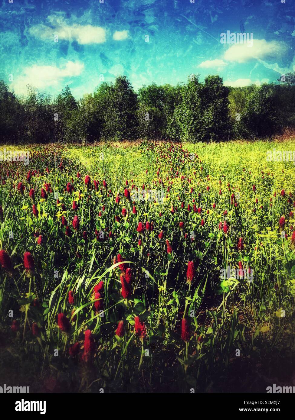 Grunge photo of crimson clover blooming red in North Carolina meadow, May - Smartphone Captured Stock Image