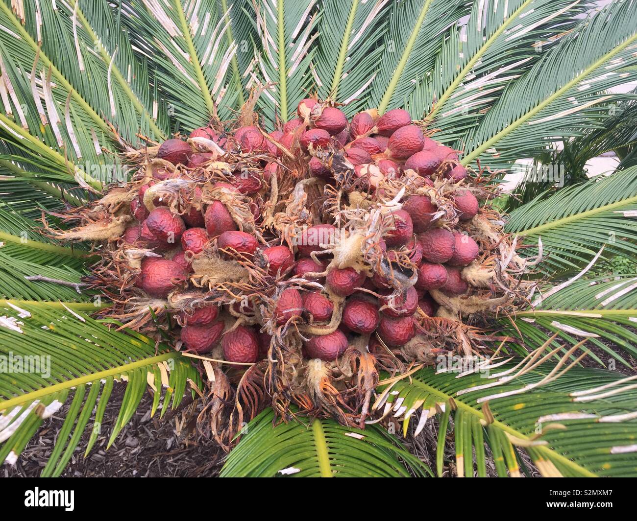 Sago Palm Seeds Float Big Discount Www hdcuisines