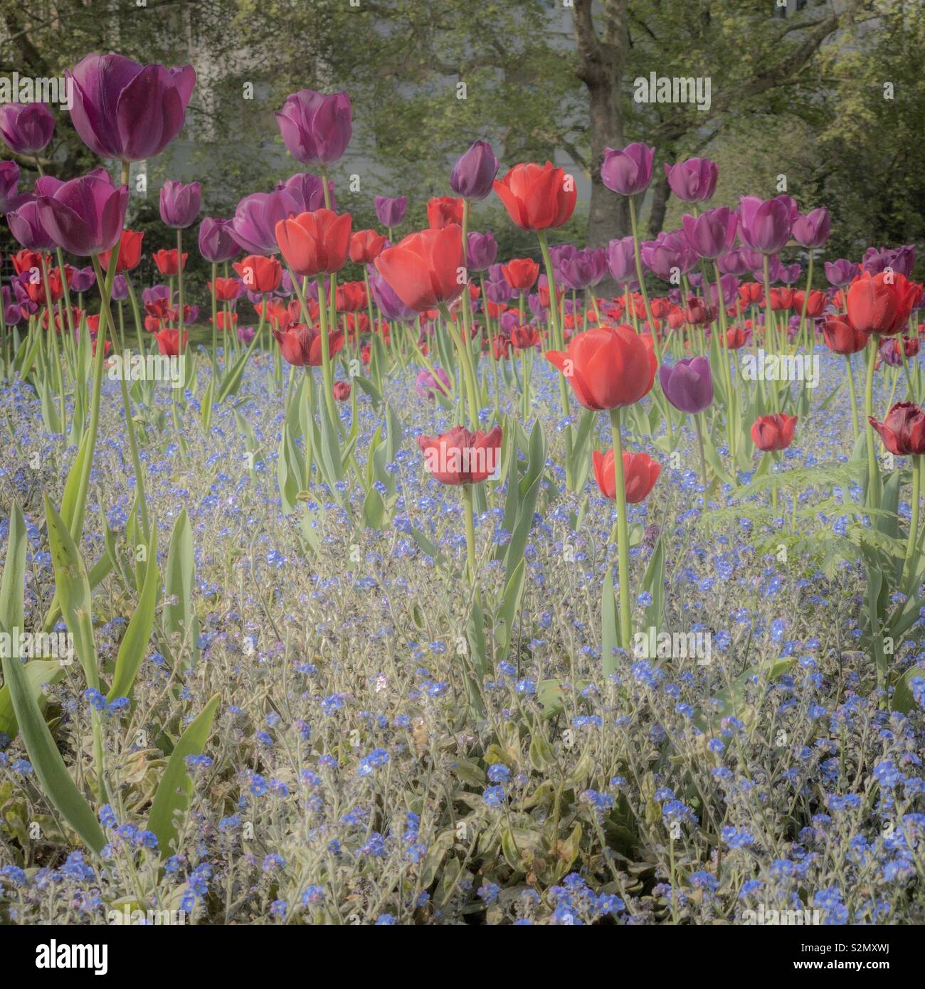 Spring purple and red tulips - Smartphone Captured Stock Image