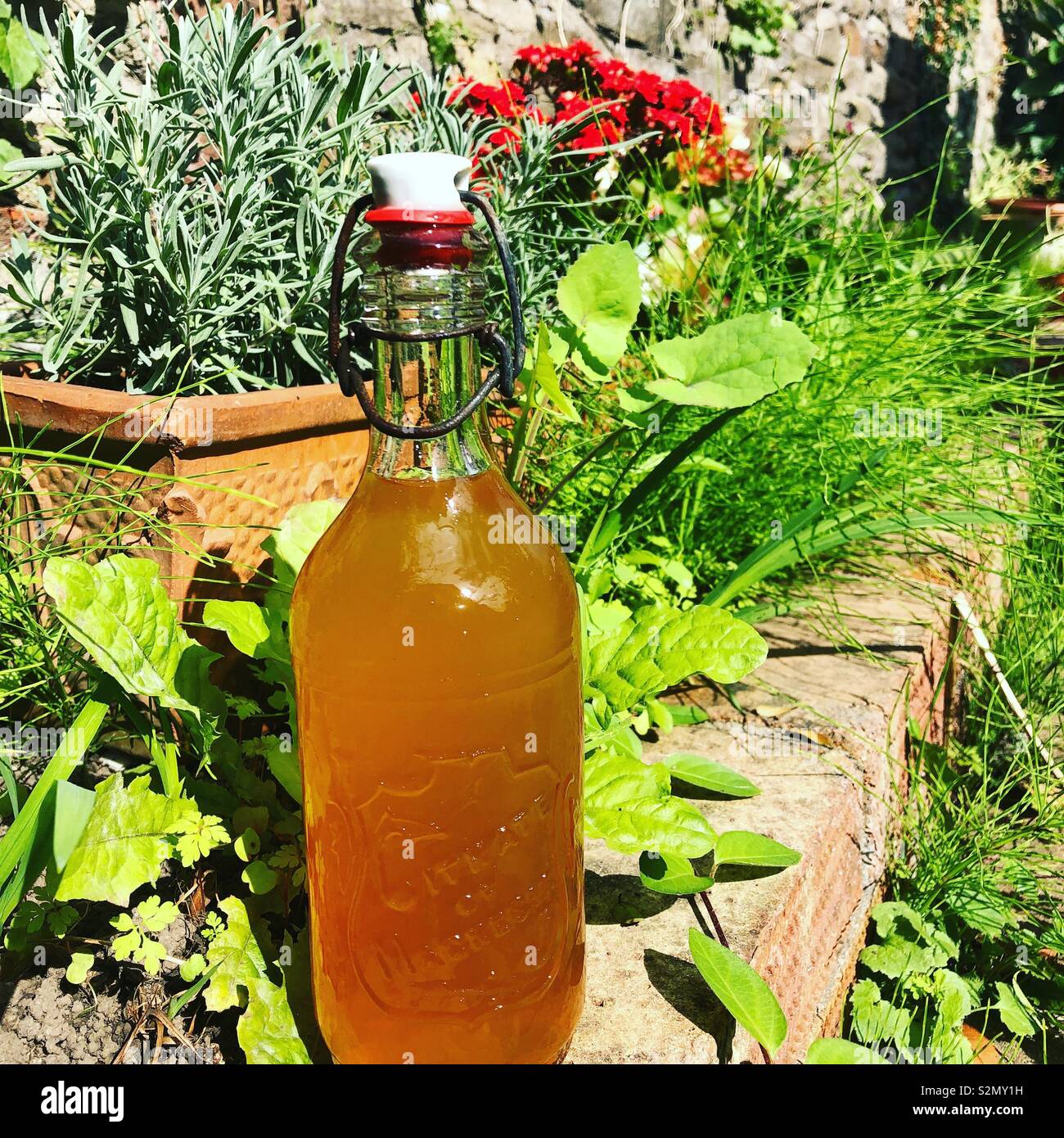 Home made mead Stock Photo Alamy