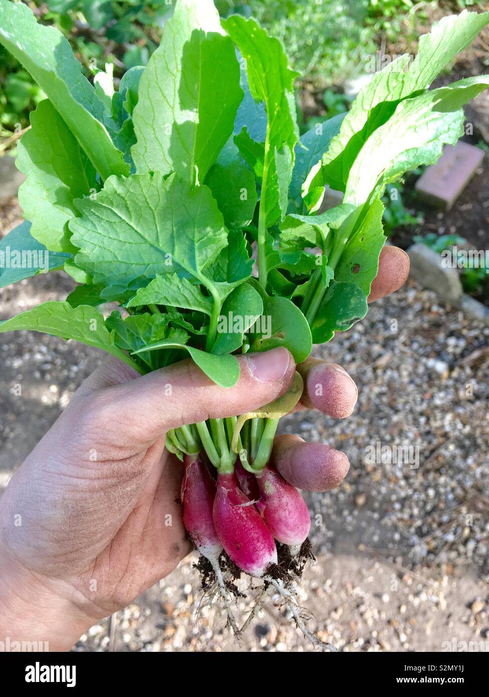 Radish harvest 2 Stock Photo Alamy