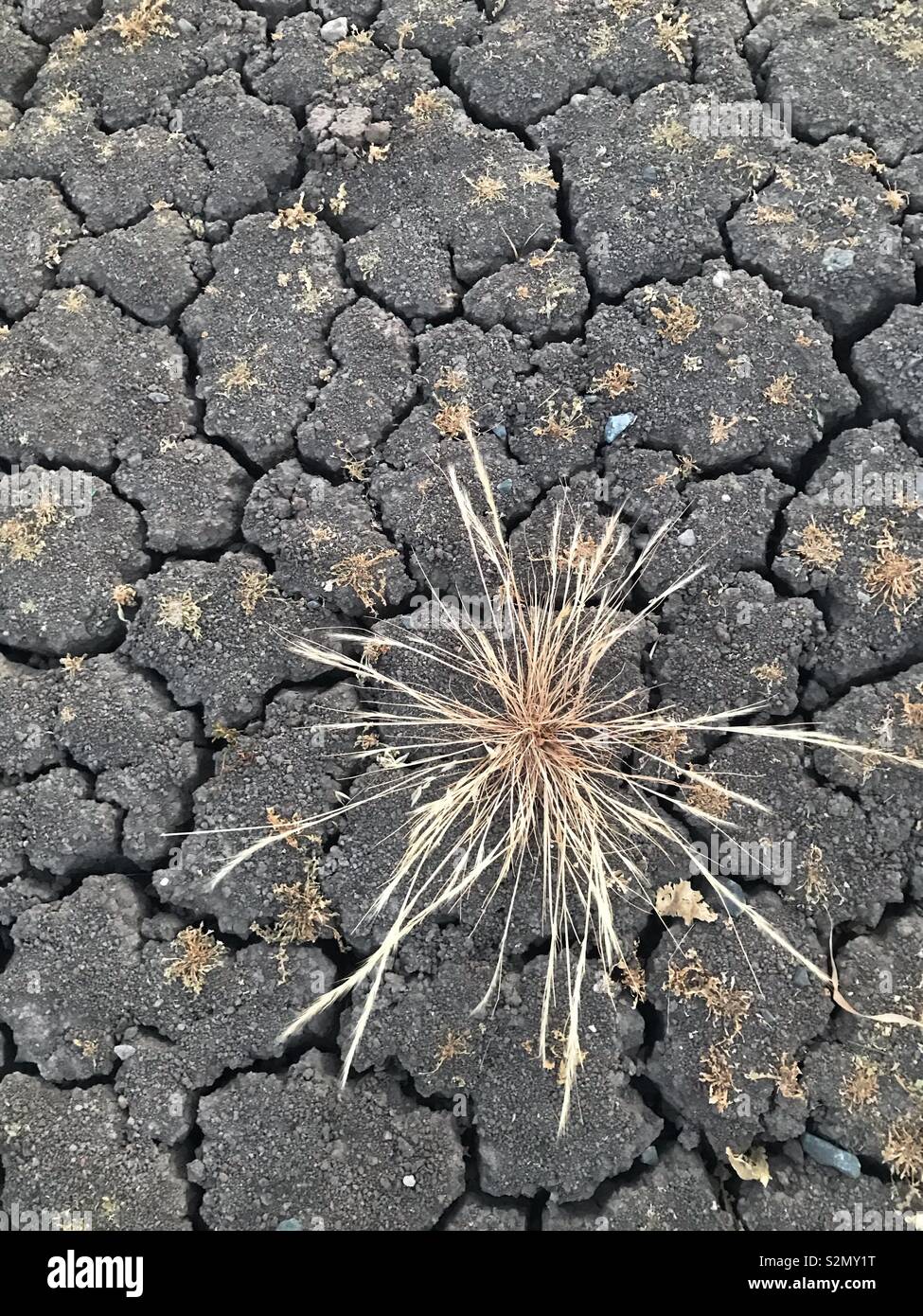 Dried grass, cracked earth - Smartphone Captured Stock Image