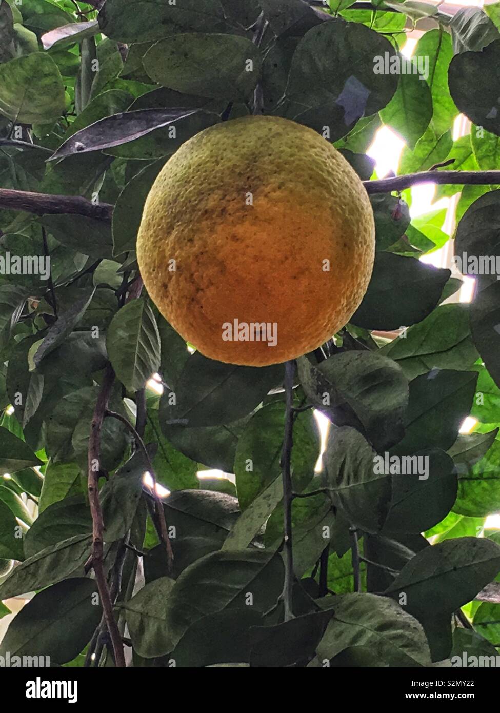 One perfectly ripe grapefruit fruit hanging on the tree. - Smartphone Captured Stock Image