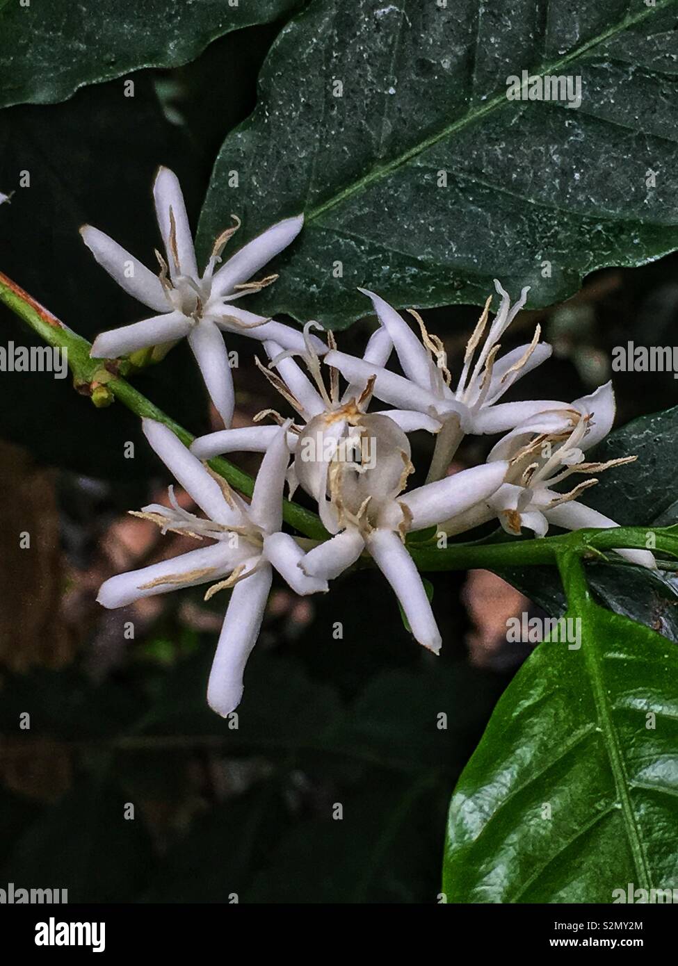 Beautiful white flowers on the Coffea arabica, the Arabian coffee, coffee shrub of Arabia