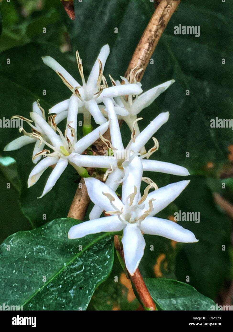 Beautiful white flowers on the Coffea arabica, the Arabian coffee, coffee shrub of Arabia, mountain coffee, arabica coffee tree shrub plant. - Smartphone Captured Stock Image