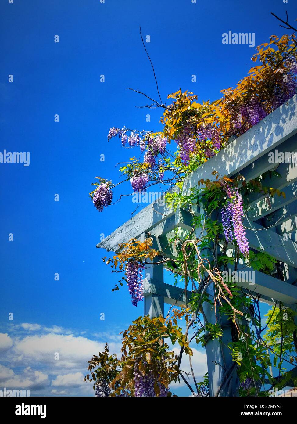 Wisteria Vines and blooms on a wooden lattice, USA - Smartphone Captured Stock Image