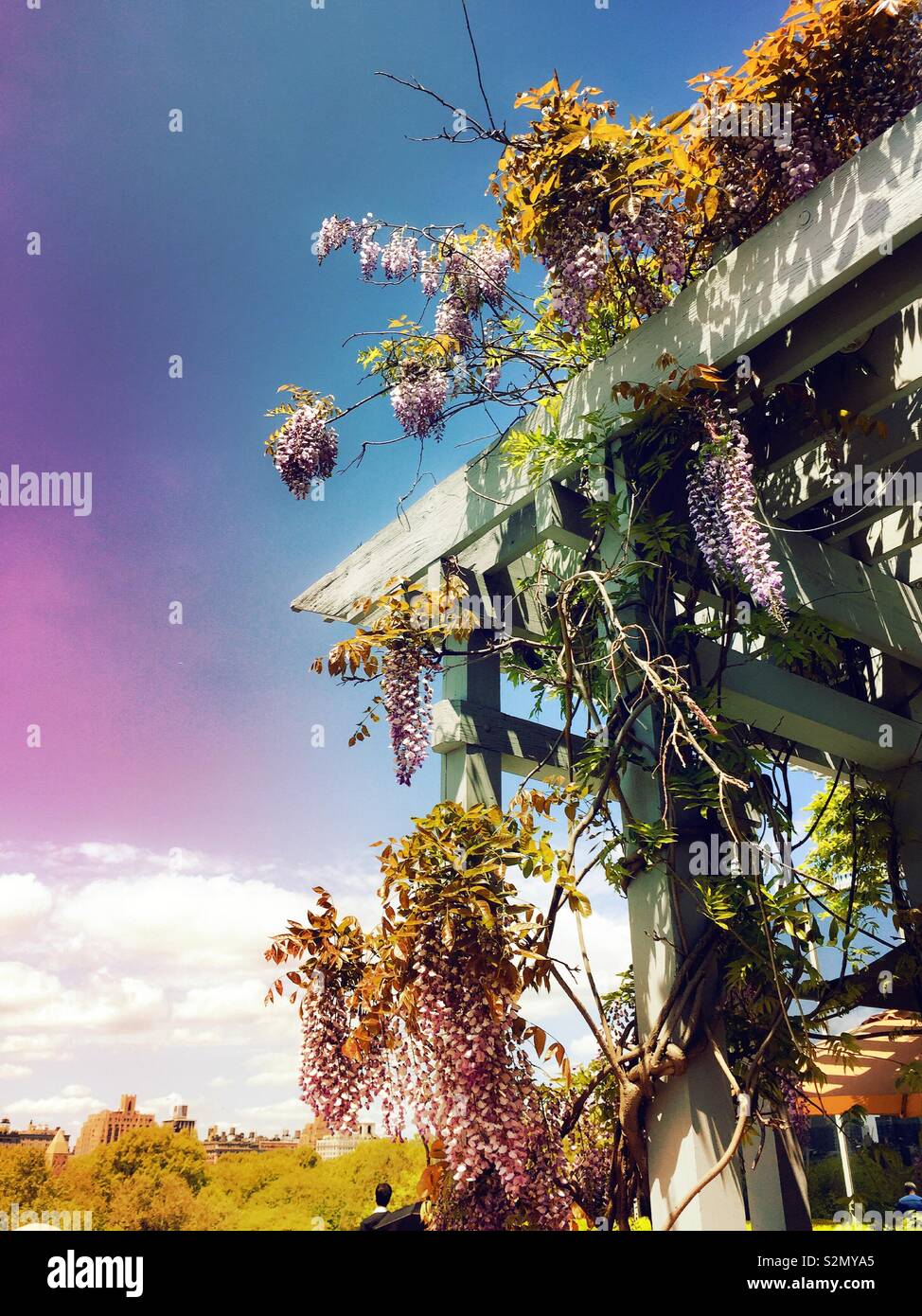 Wisteria vines and blooms on a wooden lattice work, United States - Smartphone Captured Stock Image