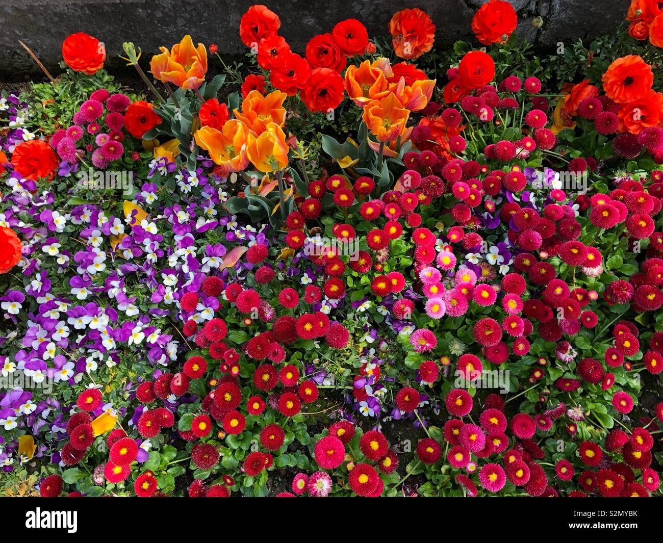 Collection of beautiful roses with various colors - Smartphone Captured Stock Image