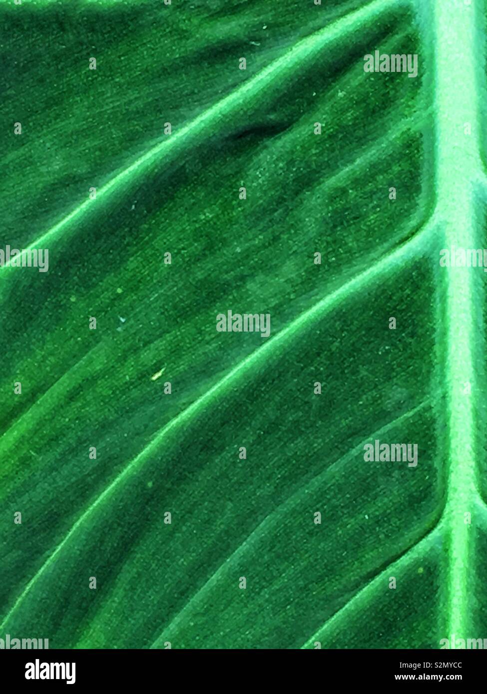 Full frame closeup of a bright green and healthy leaf with large veins. - Smartphone Captured Stock Image