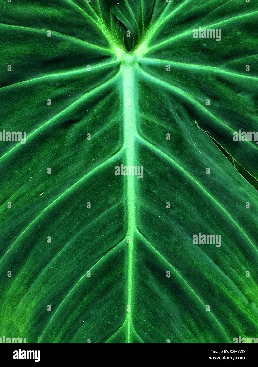 Full frame closeup of a bright green and healthy leaf with large veins. - Smartphone Captured Stock Image
