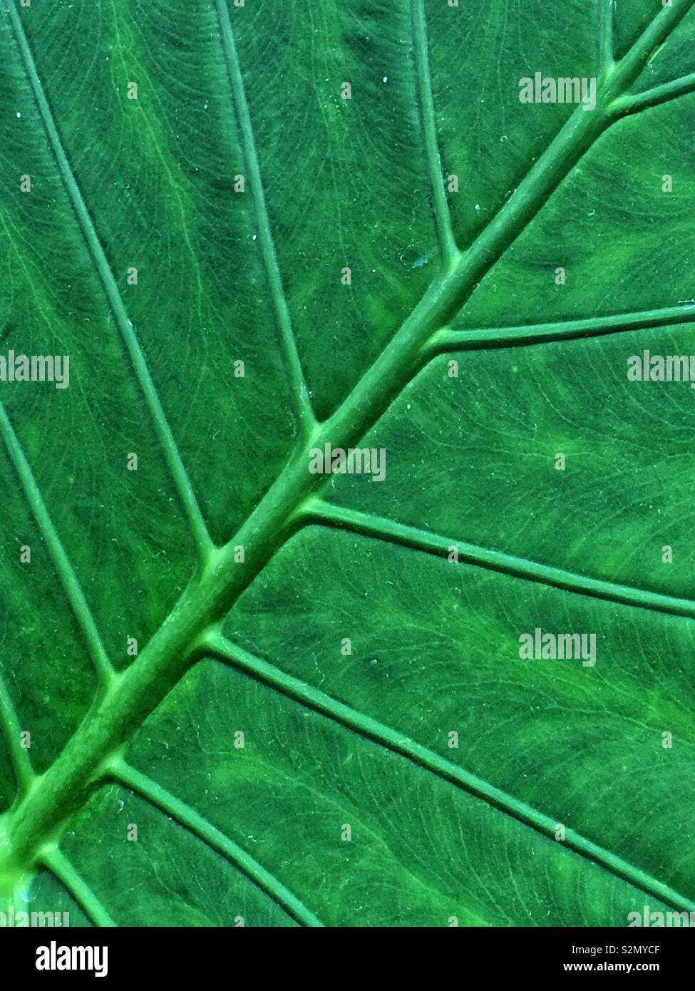 Full frame closeup of a bright green and healthy leaf with large veins. - Smartphone Captured Stock Image