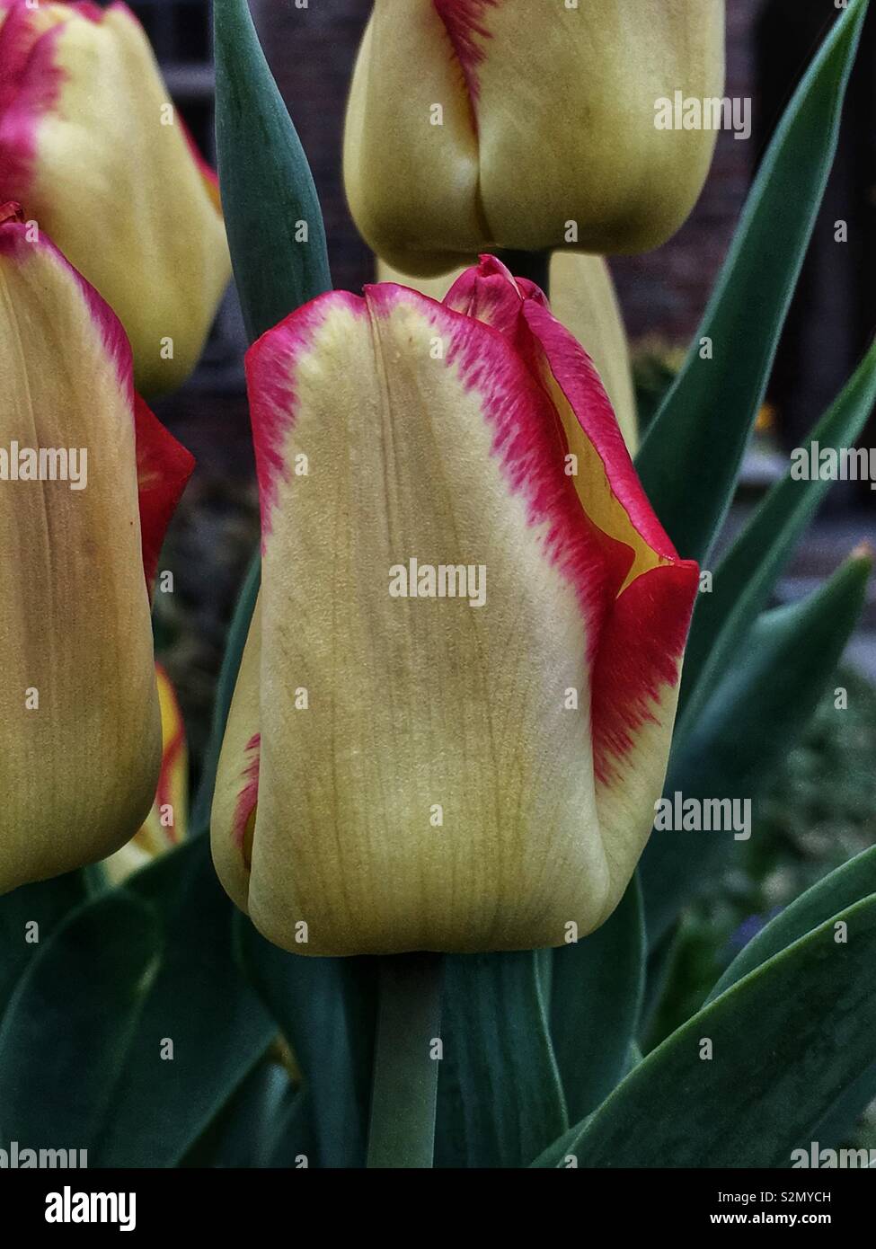 Beautiful yellow tulips with a red tinge growing outside. - Smartphone Captured Stock Image