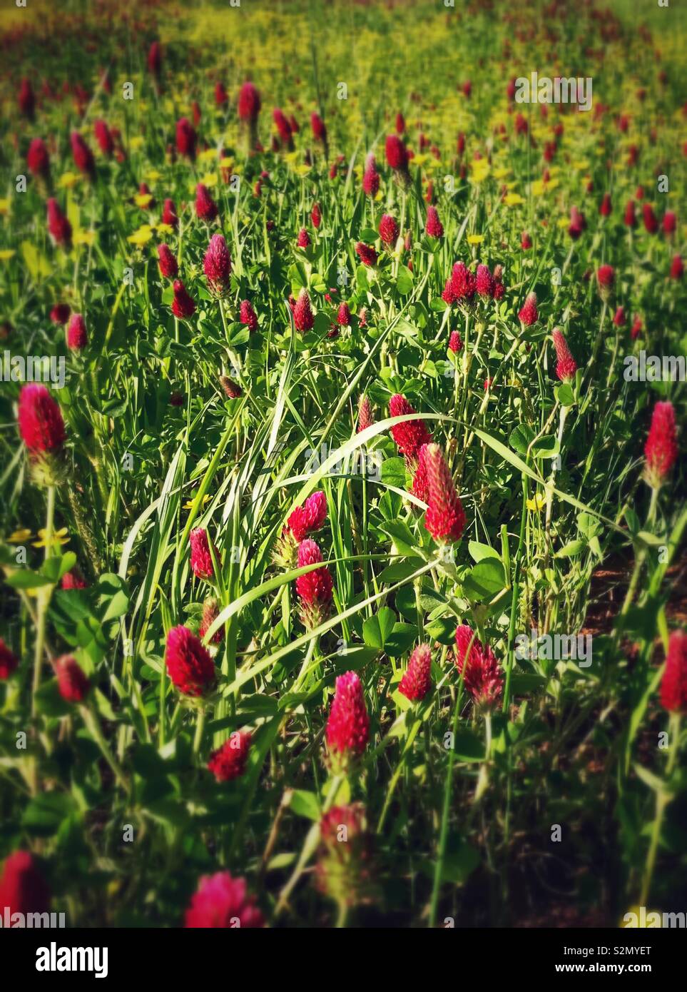 Crimson clover in sunlit meadow - Smartphone Captured Stock Image