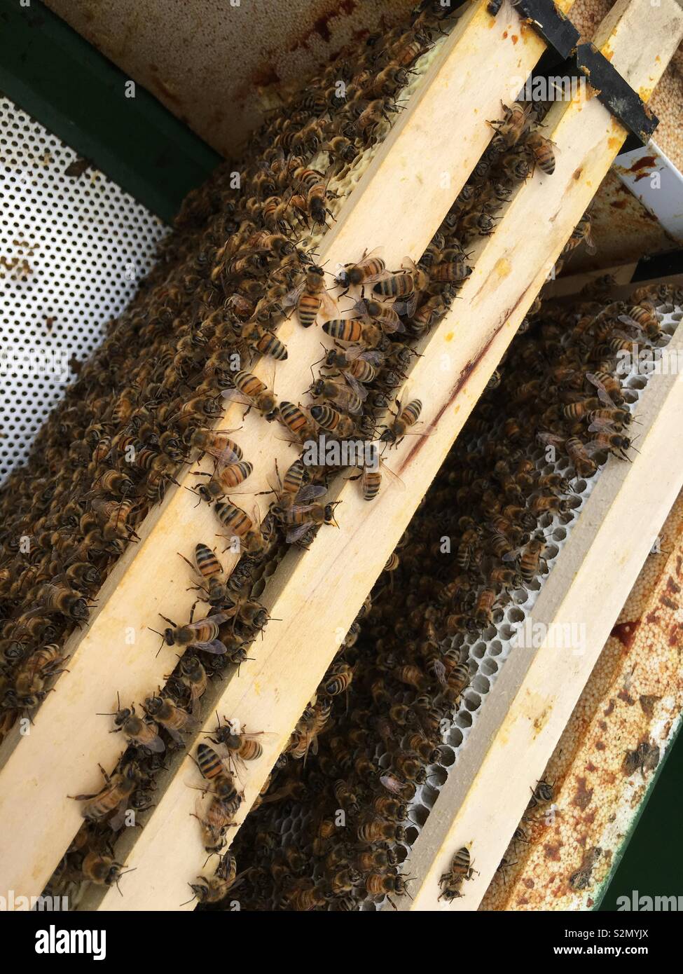 Honey bees in hive Stock Photo - Alamy