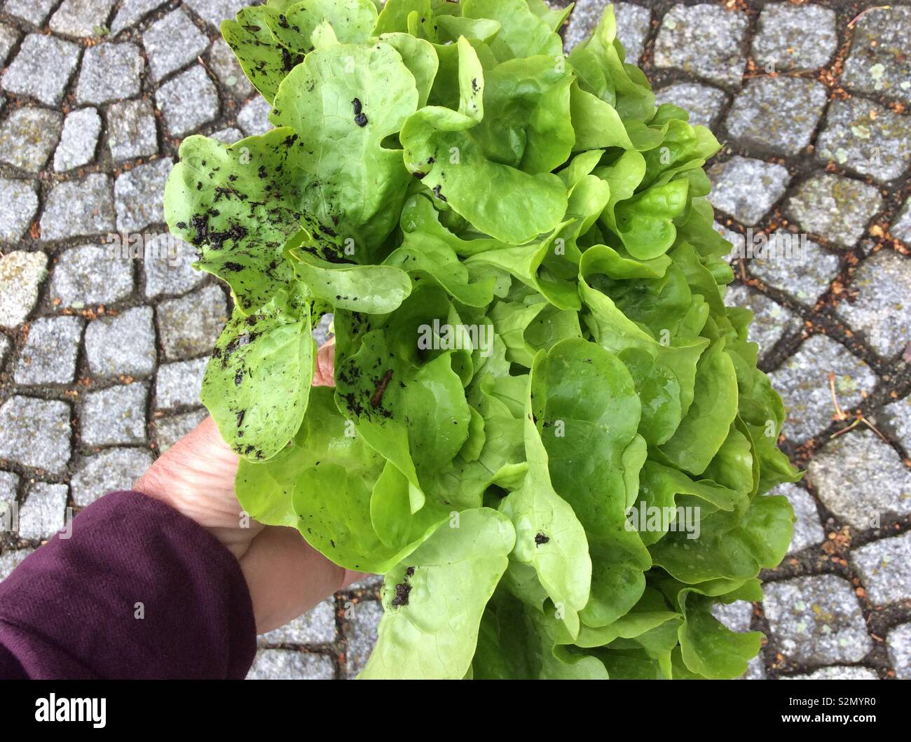 Hand holding freshly harvested Butterhead lettuce Stock Photo Alamy