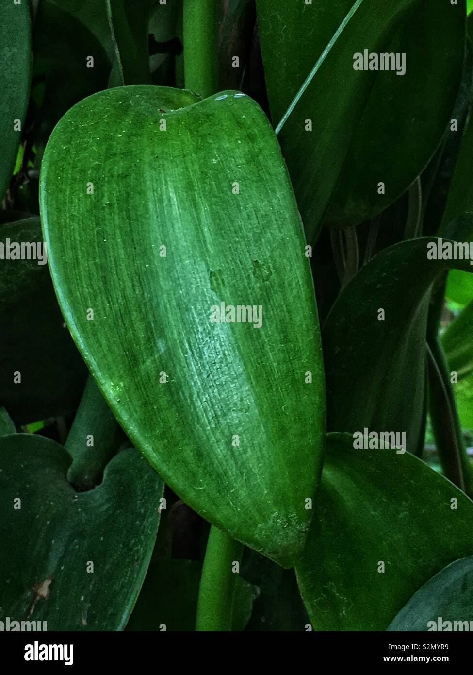 Bright green leaf from the orchid plant that produces the famous