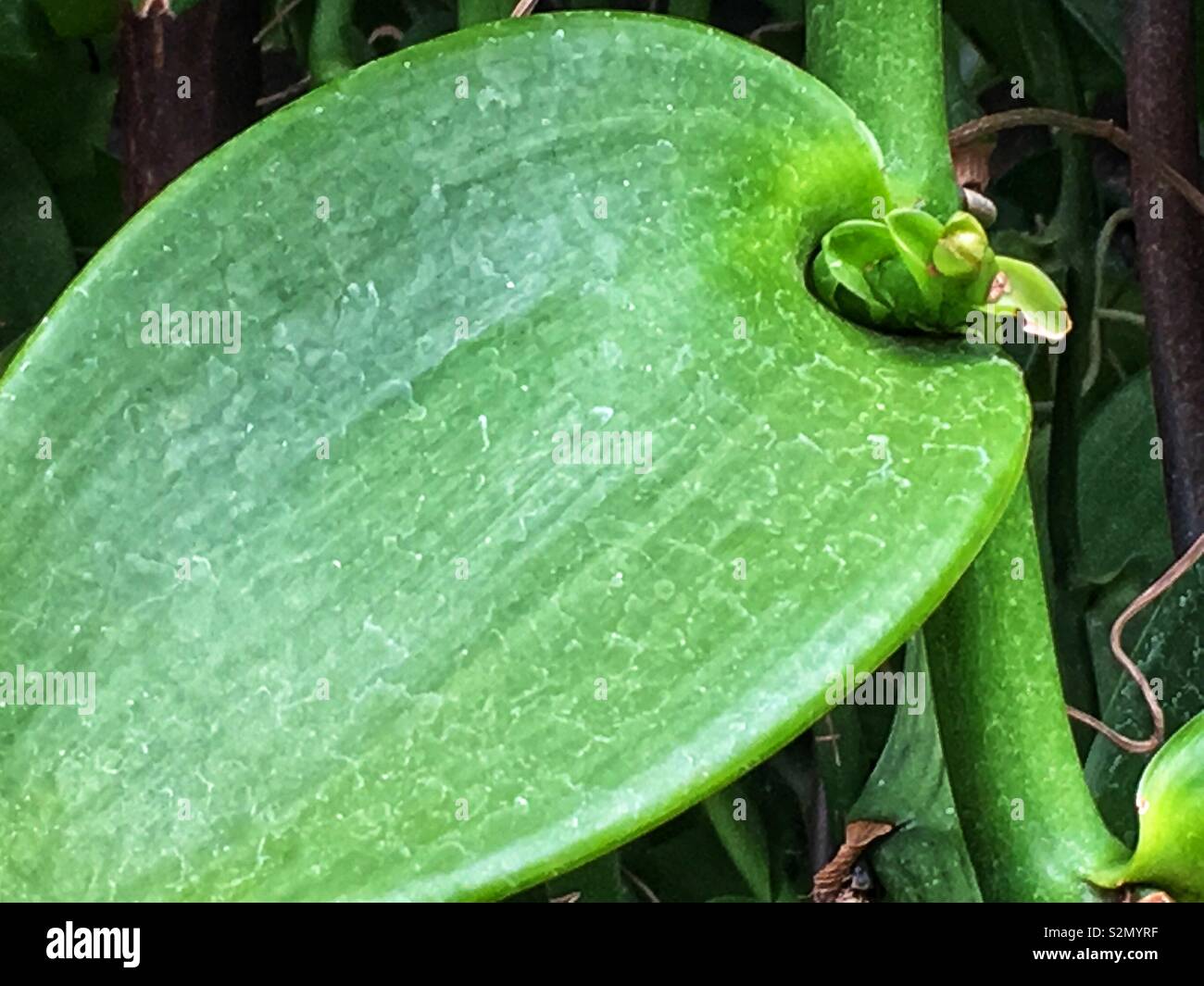 Vanilla bean plant hires stock photography and images Alamy